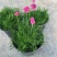 海石竹盆栽多年生宿根花卉室外阳台庭院花园植物四季常青