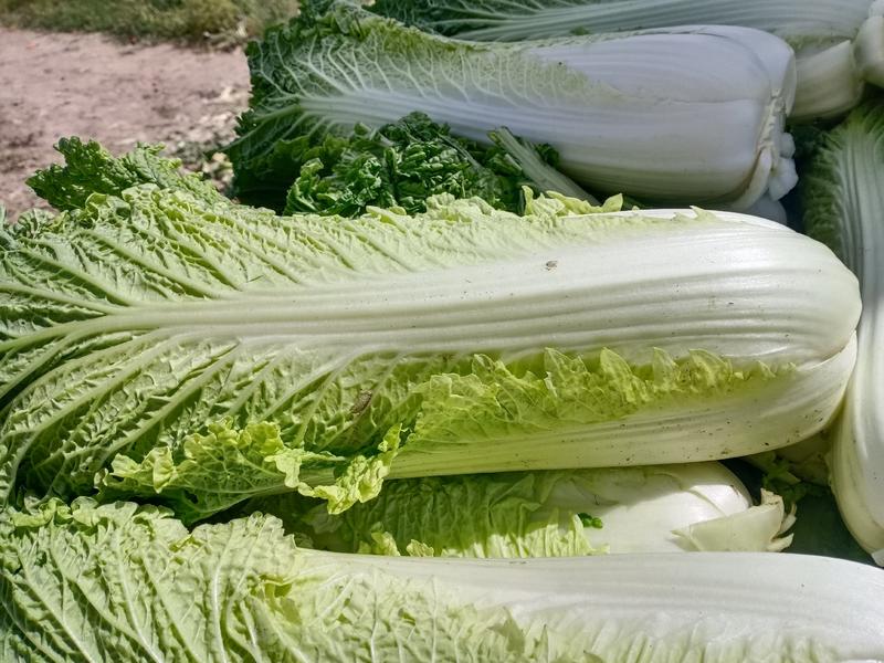 内蒙古乌兰察布秋绿60白菜，货源充足，保质保量