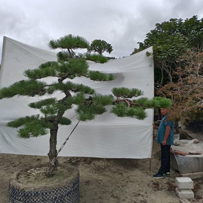 造型黑松树
