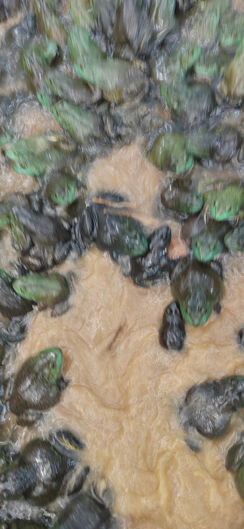 中国长寿之乡，广西省贺州市，用山泉水养出的牛蛙。口感很好