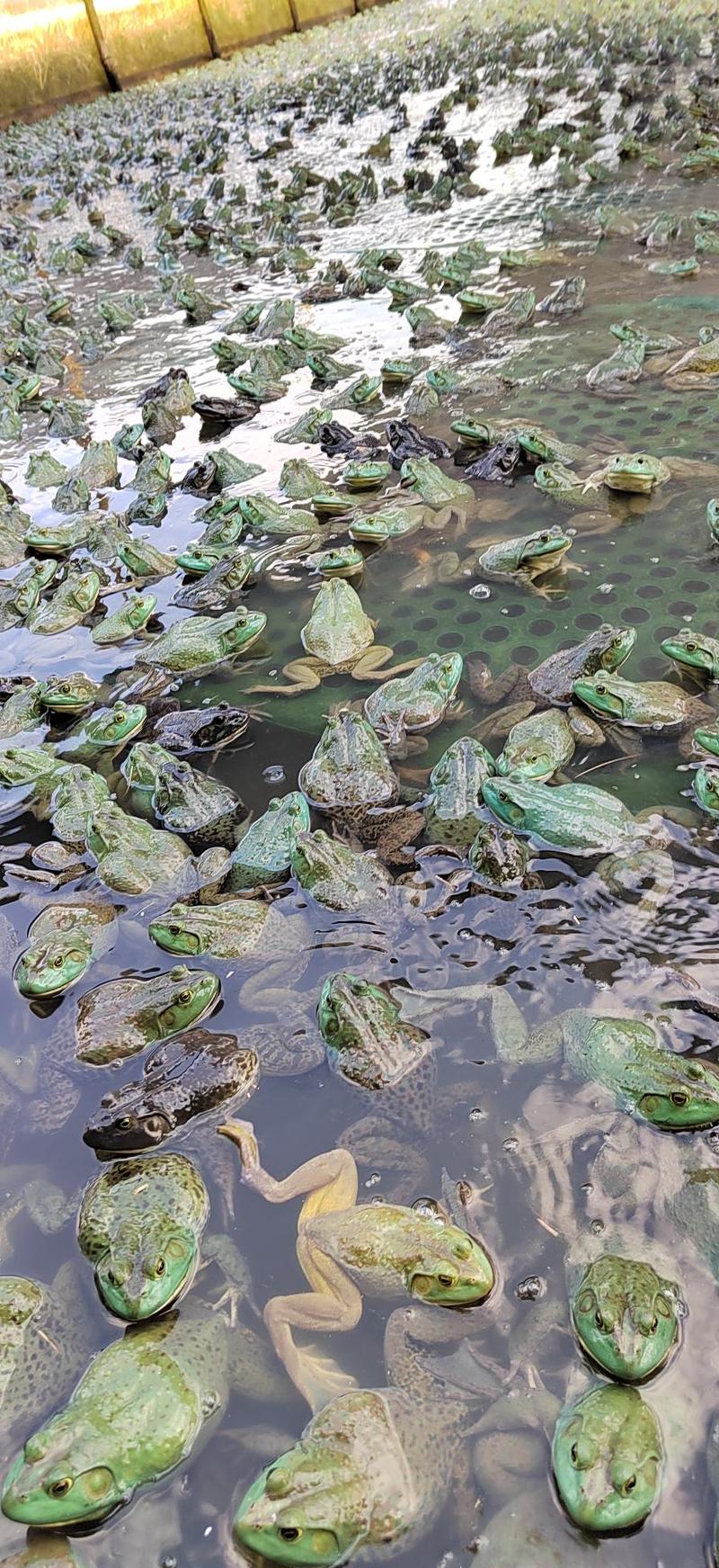 中国长寿之乡，广西省贺州市，用山泉水养出的牛蛙。口感很好
