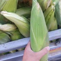 糯玉米，100吨，1块一斤，农民自己种植，自产自销
