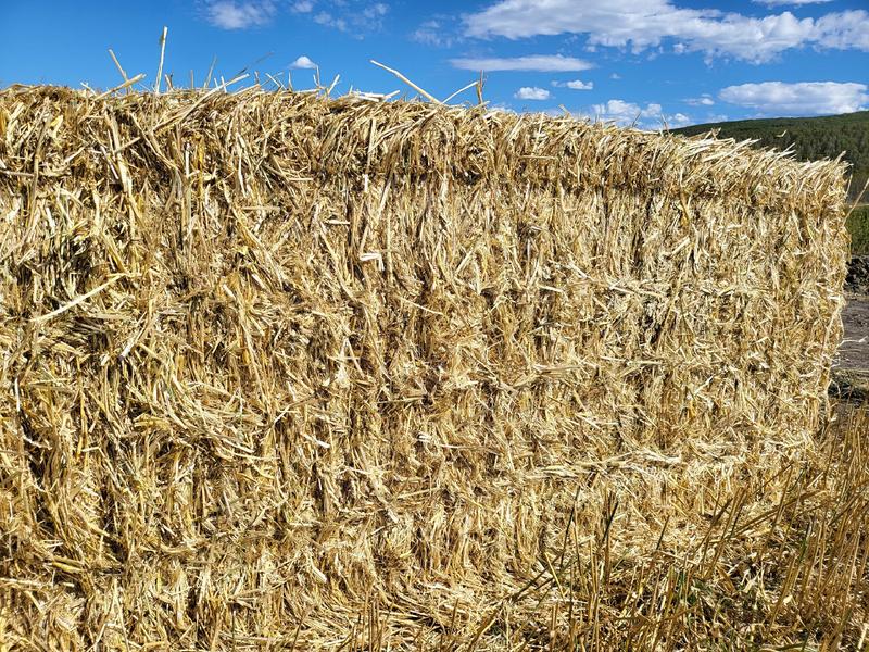 优质小麦秸秆水分9颜色金黄大量出售