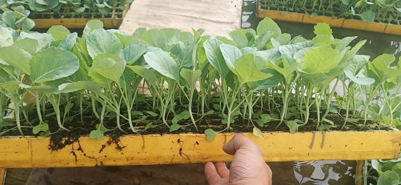 精品优质红叶香笋苗，量大价优，质量保证，欢迎下单咨询