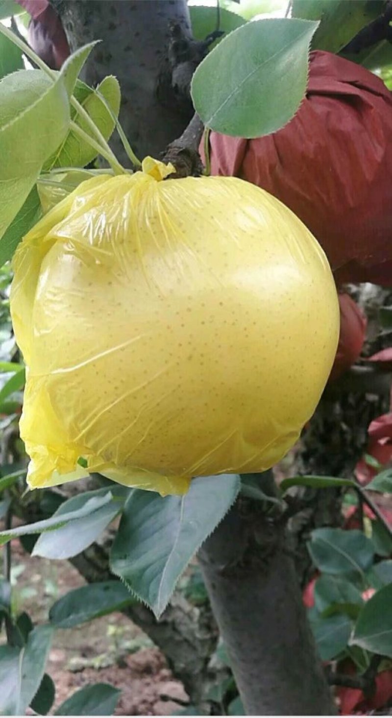 黄金梨