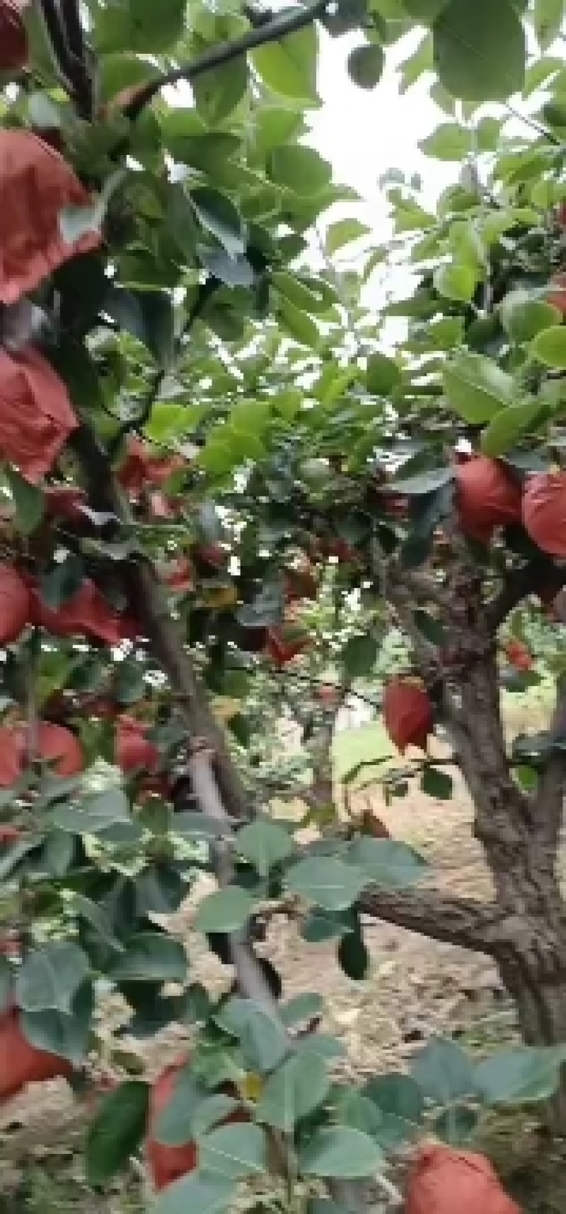 黄金梨