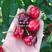 红灯樱桃苗南北方可种植包成活包结果支持技术指导可签合同
