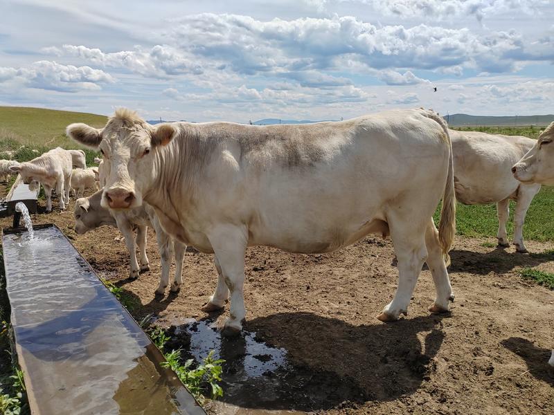 【自家农场】怀孕母牛，三个月明年生小牛犊，绿色养殖，健康