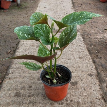 竹节海棠盆栽室内阳台绿植花卉观花观叶植物海棠花开花植物