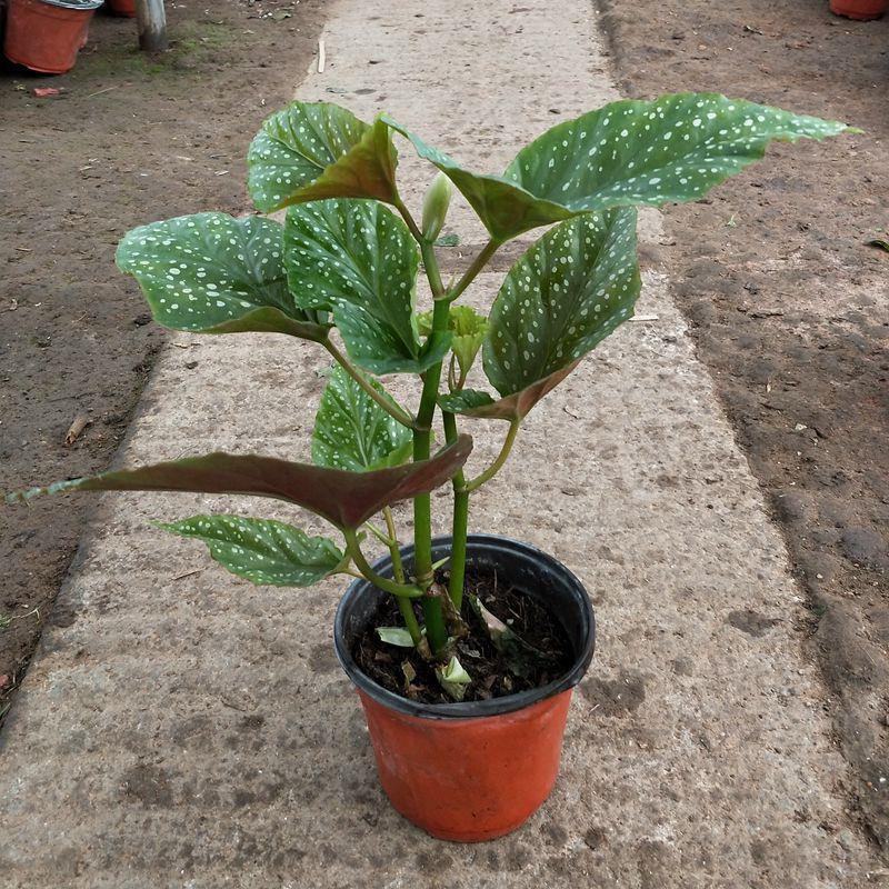 竹节海棠盆栽室内阳台绿植花卉观花观叶植物海棠花开花植物