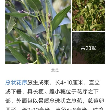 薏苡