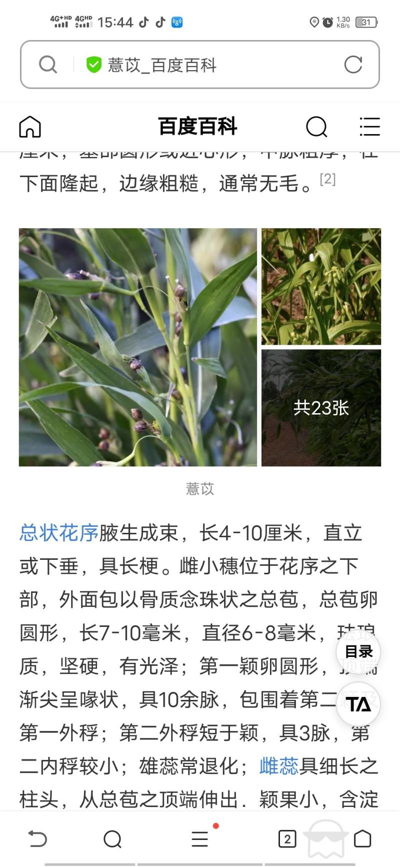薏苡