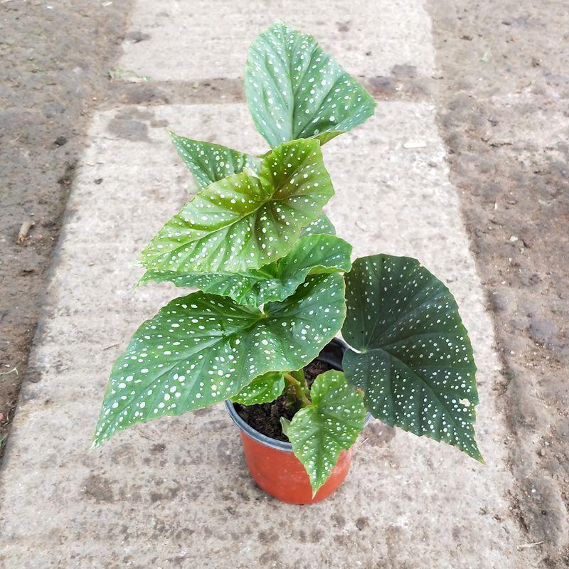 竹节海棠盆栽室内阳台绿植花卉观花观叶植物海棠花开花植物