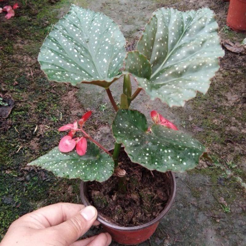 竹节海棠盆栽室内阳台绿植花卉观花观叶植物海棠花开花植物
