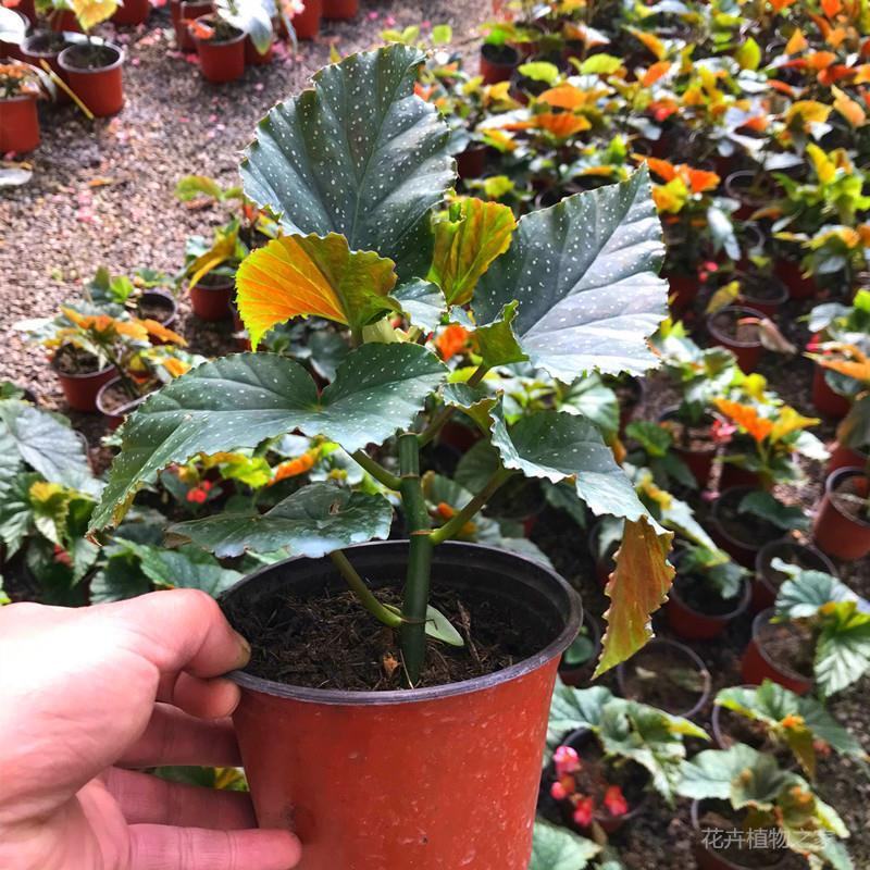 竹节海棠盆栽室内阳台绿植花卉观花观叶植物海棠花开花植物