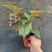 竹节海棠盆栽室内阳台绿植花卉观花观叶植物海棠花开花植物