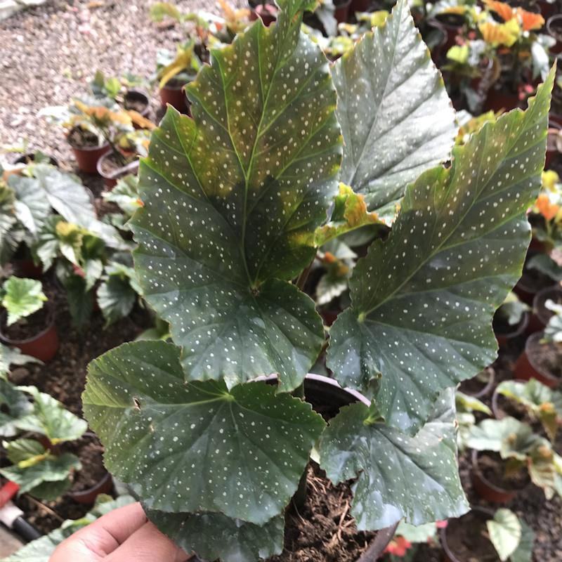 竹节海棠盆栽室内阳台绿植花卉观花观叶植物海棠花开花植物