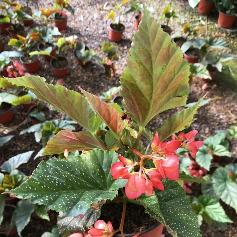 竹节海棠盆栽室内阳台绿植花卉观花观叶植物海棠花开花植物