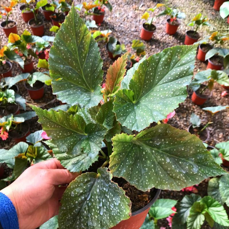 竹节海棠盆栽室内阳台绿植花卉观花观叶植物海棠花开花植物