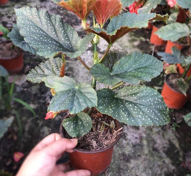 竹节海棠盆栽室内阳台绿植花卉观花观叶植物海棠花开花植物