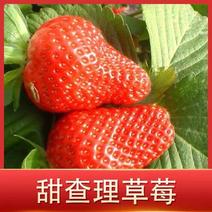 甜查理草莓苗、品种保证可支持货到付款、实地考察