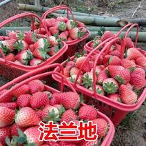 法兰蒂草莓苗、顺丰航空打冷加冰发货、品种保证