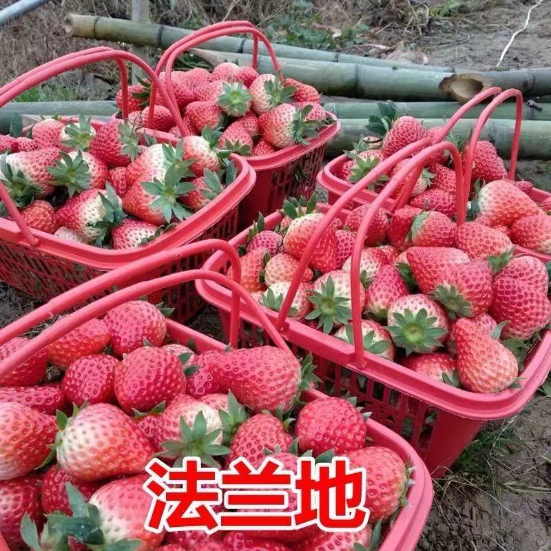 法兰蒂草莓苗、顺丰航空打冷加冰发货、品种保证