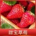 脱毒章姬草莓苗，又叫甜宝，四叶一心，脱毒苗，果子大奶油味