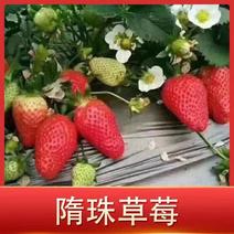 脱毒香野草莓苗，品种保证假一赔十，四叶一心以上发货