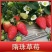 脱毒香野草莓苗，品种保证假一赔十，四叶一心以上发货