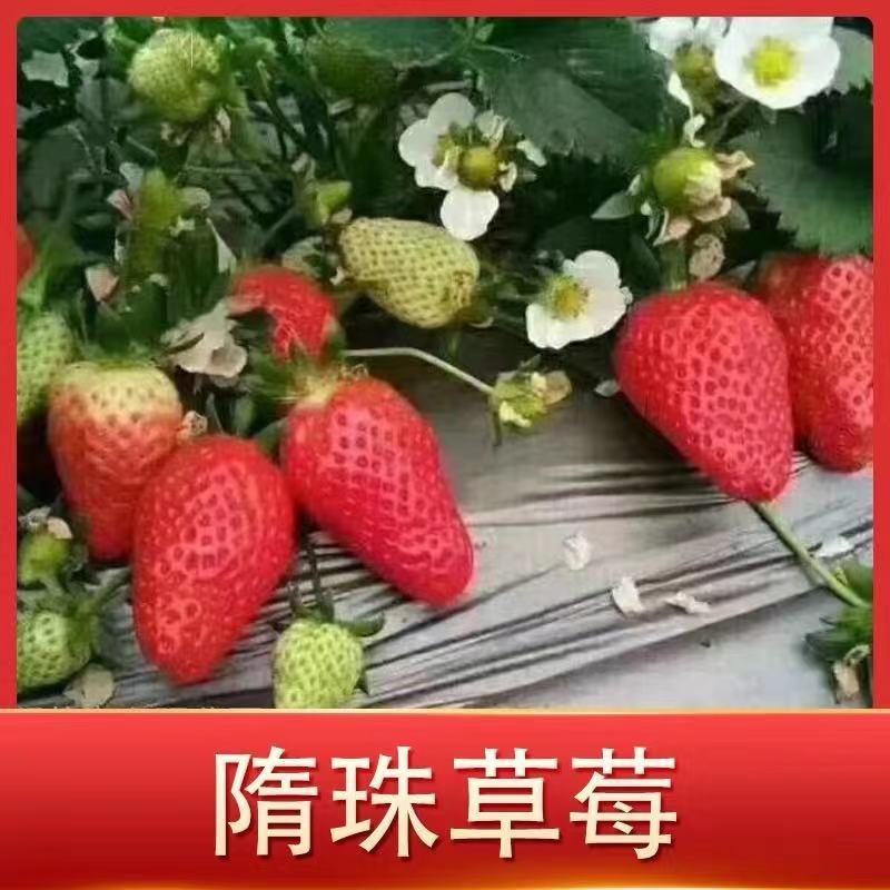脱毒香野草莓苗，品种保证假一赔十，四叶一心以上发货
