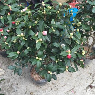 【四季开花】耐寒茶花盆栽花卉绿植物室内庭院好养大花香四溢