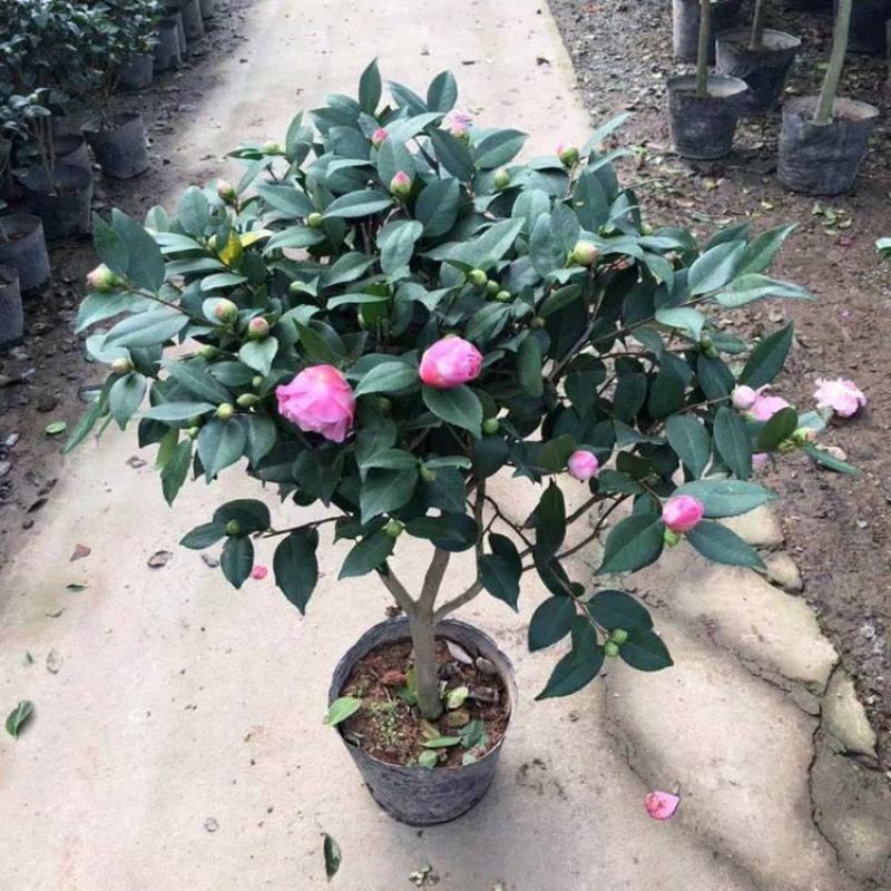 【四季开花】耐寒茶花盆栽花卉绿植物室内庭院好养大花香四溢