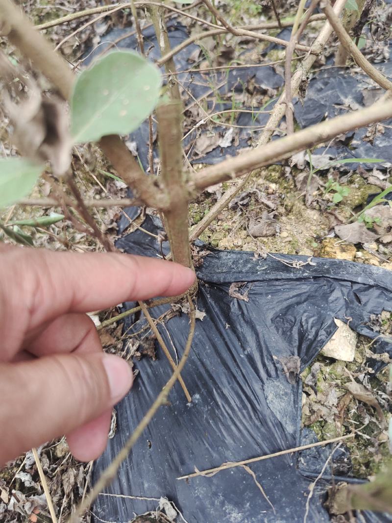 蔓荆子，优质纯正，江西单叶蔓荆子大苗，一手货源，全国发货