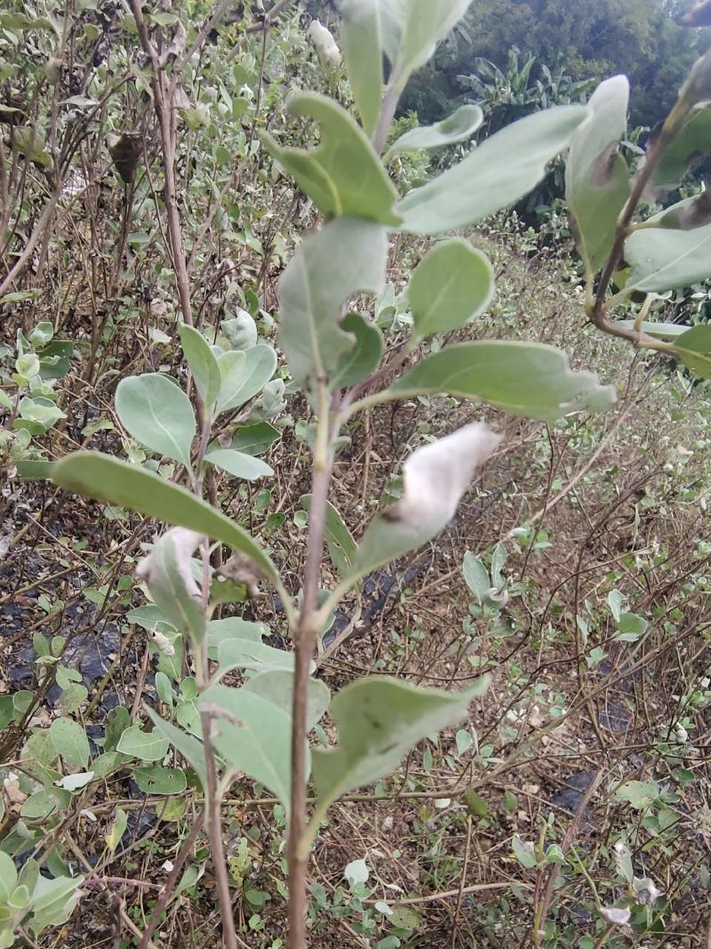 蔓荆子，优质纯正，江西单叶蔓荆子大苗，一手货源，全国发货