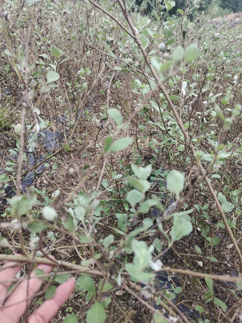 蔓荆子，优质纯正，江西单叶蔓荆子大苗，一手货源，全国发货