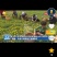蒲公英原产地直达，大小单子都可以接单