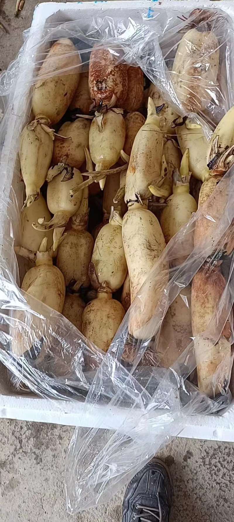 真空藕断基地直发一手货源品种齐全