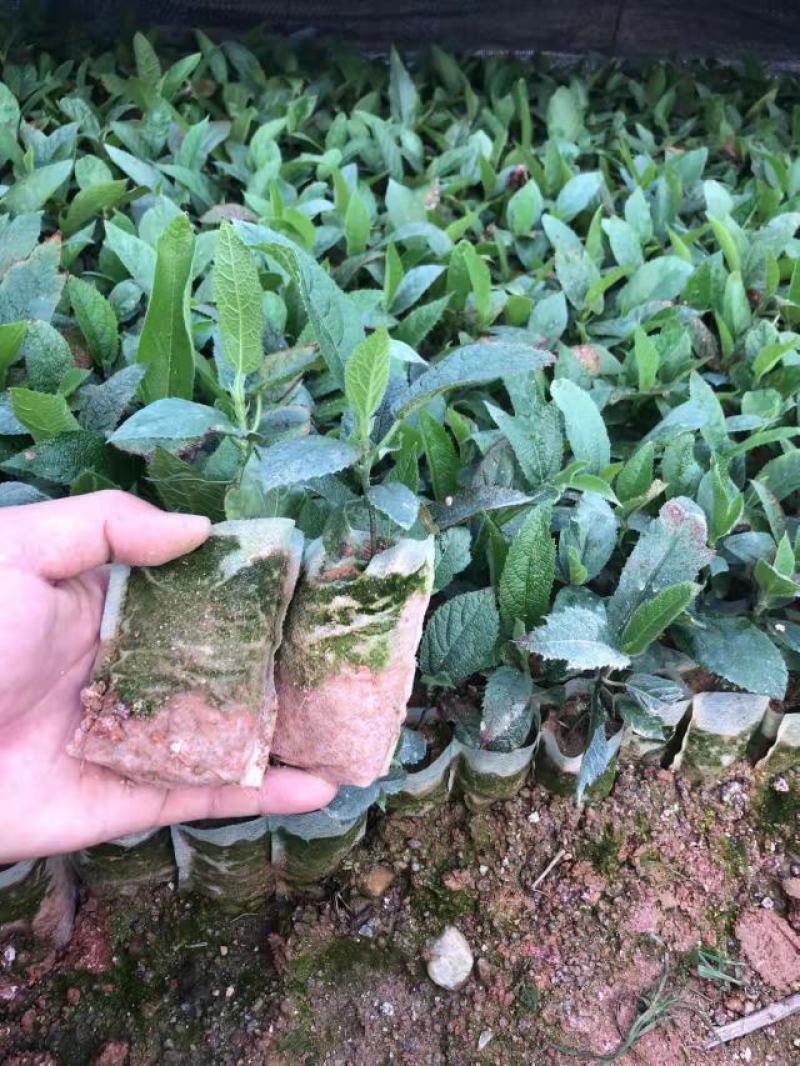 纯正，五指毛桃大苗.健康成活率好，产地直发，全国发货