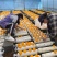 云南金耳菌基地货源现货大量批发供应产地发货价格实惠