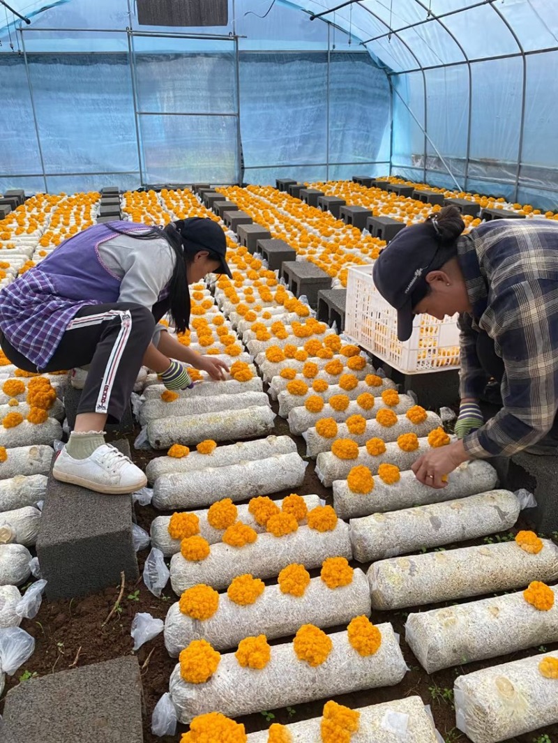 云南金耳菌基地货源现货大量批发供应产地发货价格实惠