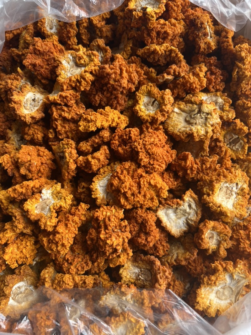 云南金耳菌基地货源现货大量批发供应产地发货价格实惠