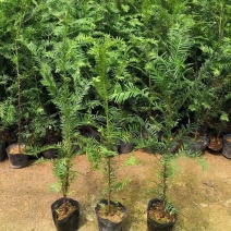 红豆杉树苗盆栽树苗室内庭院种四季常青盆景苗曼地亚红豆杉苗