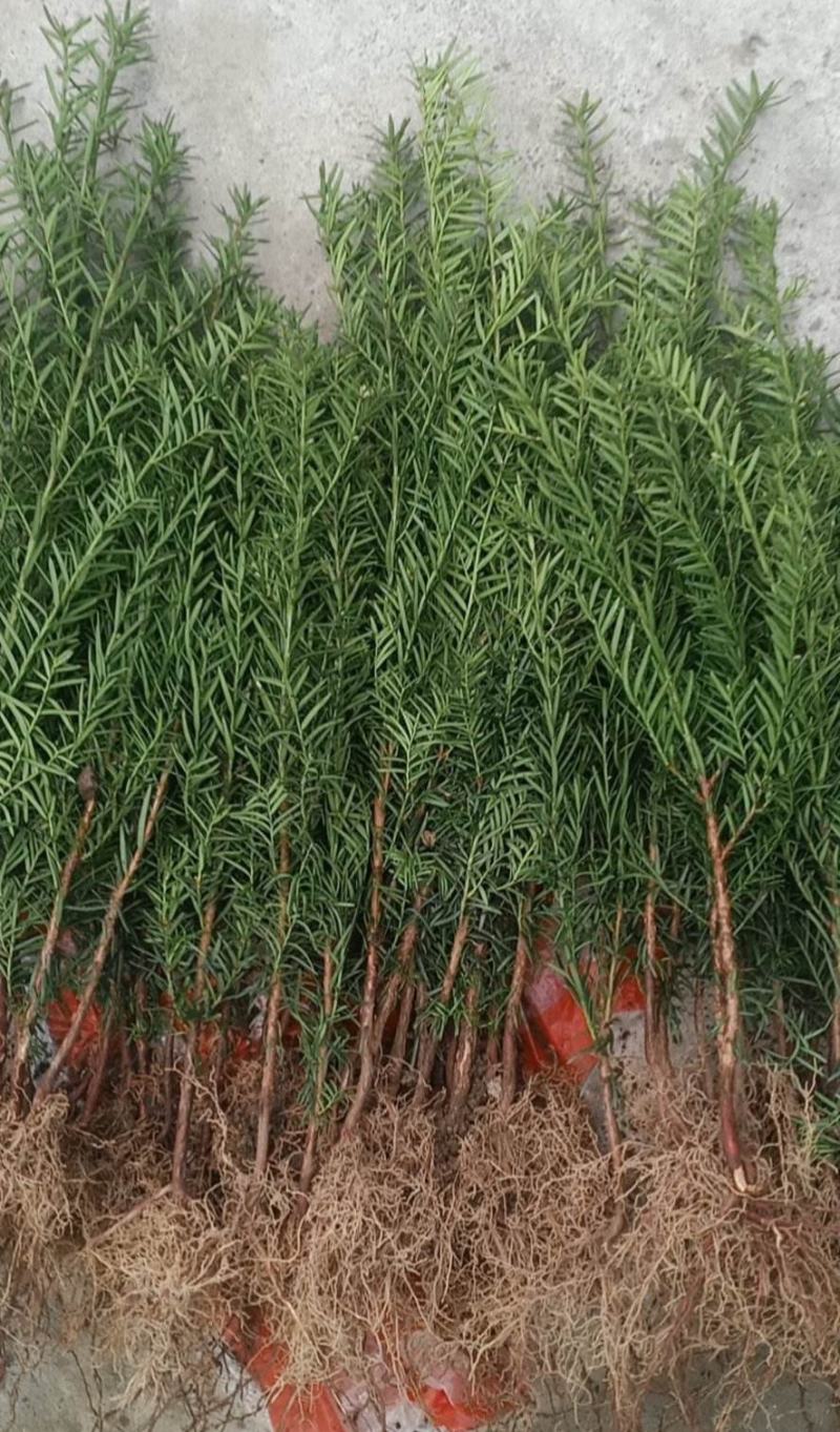 红豆杉树苗盆栽树苗室内庭院种四季常青盆景苗曼地亚红豆杉苗