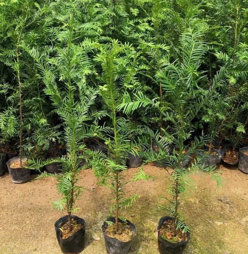 红豆杉树苗盆栽树苗室内庭院种四季常青盆景苗曼地亚红豆杉苗