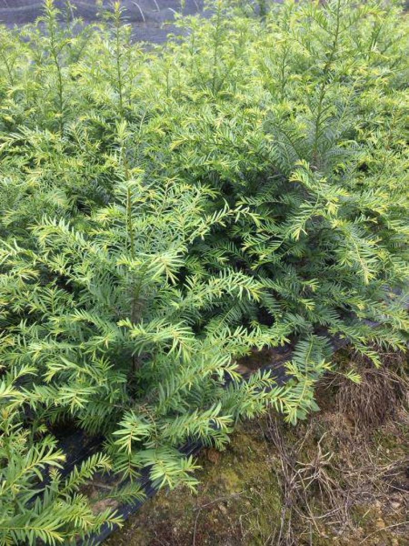 红豆杉树苗盆栽树苗室内庭院种四季常青盆景苗曼地亚红豆杉苗
