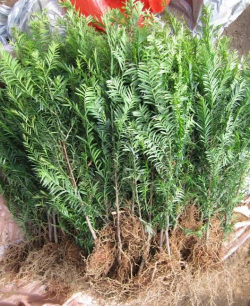 红豆杉树苗盆栽树苗室内庭院种四季常青盆景苗曼地亚红豆杉苗