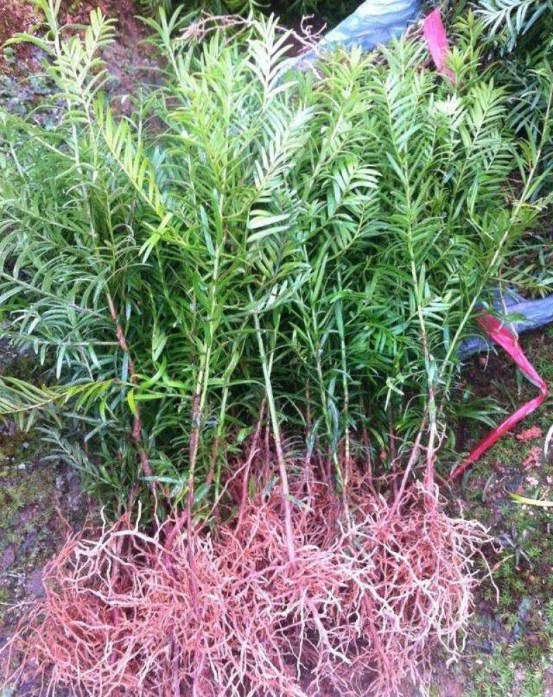 红豆杉树苗盆栽树苗室内庭院种四季常青盆景苗曼地亚红豆杉苗