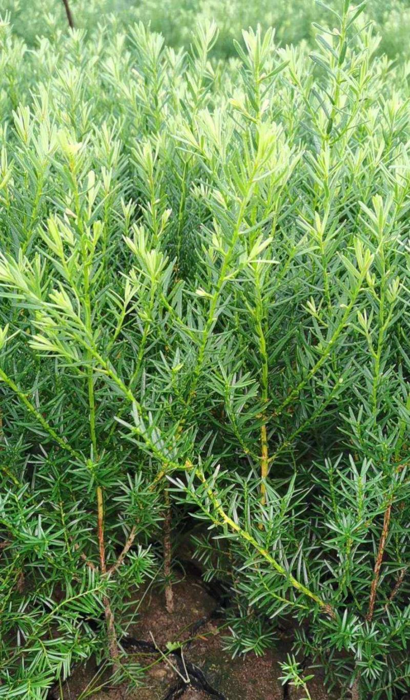 红豆杉树苗盆栽树苗室内庭院种四季常青盆景苗曼地亚红豆杉苗