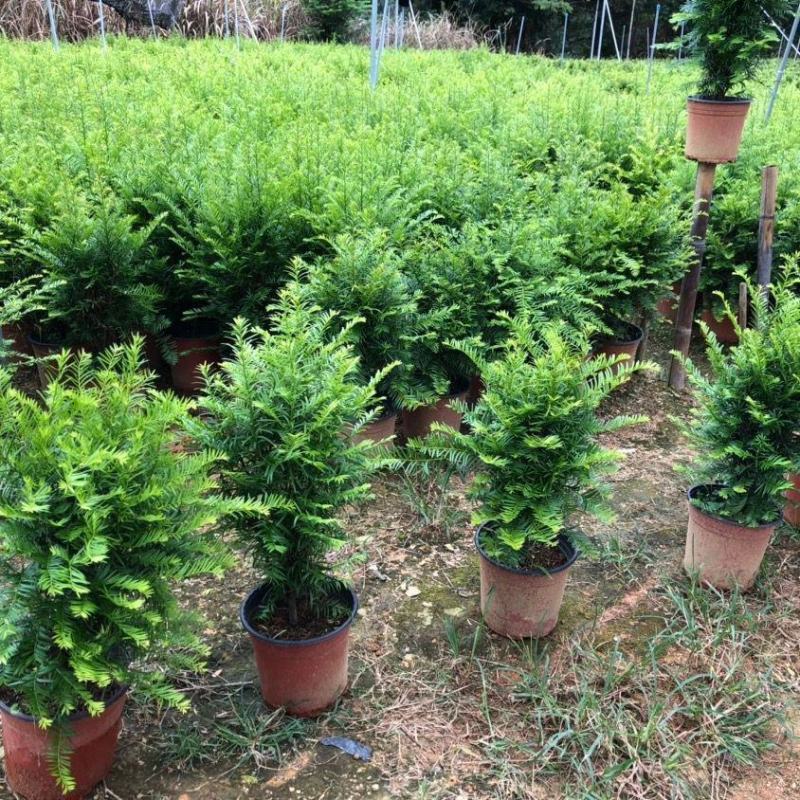 红豆杉树苗盆栽树苗室内庭院种四季常青盆景苗曼地亚红豆杉苗